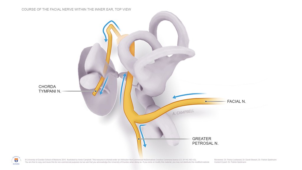 how the innear ear works