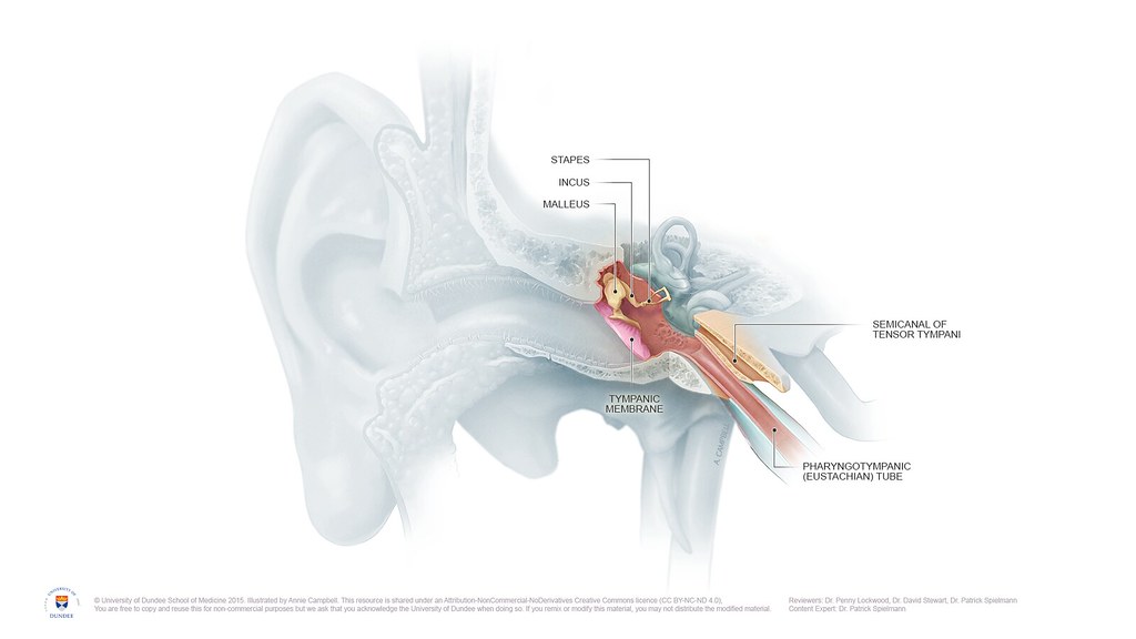 Highlighted Anatomy of Middle Ear and Tympanic Cavity