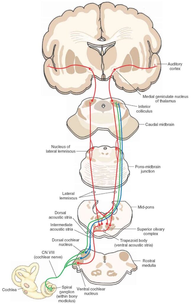 the human auditory pathway