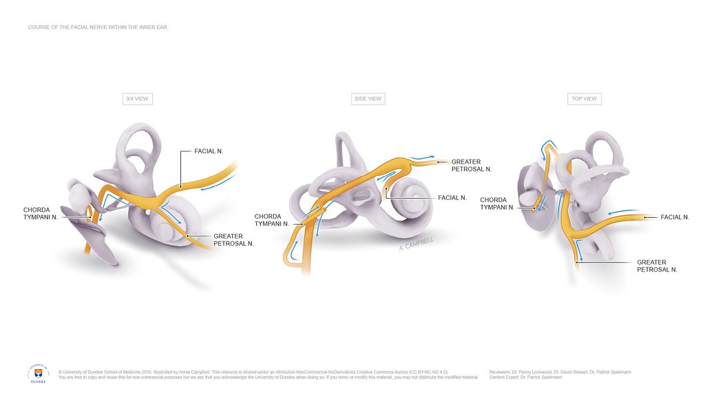 the semicircular canals, human organs of balance