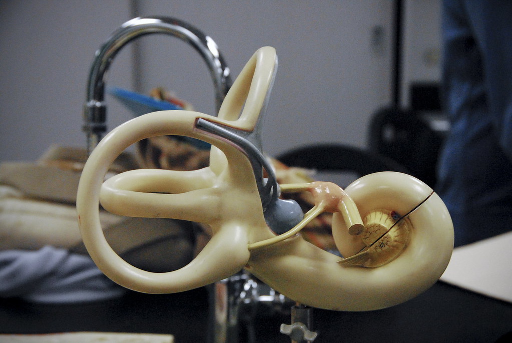 inner ear anatomical model