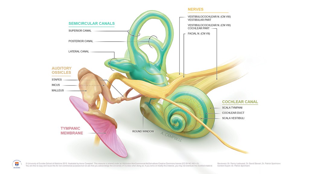 Anatomy of the Inner Ear